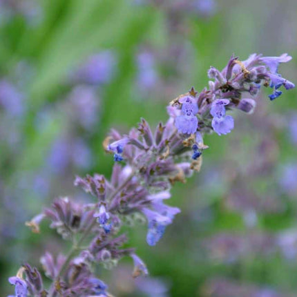 Close-up van de lavendelblauwe bloemen van Nepeta ‘Six Hills Giant’ met fijne bloemetjes en zacht behaard blad.