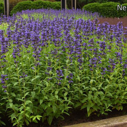 Borderpakket 'Zon & Droogte' - 5m² - 50 planten