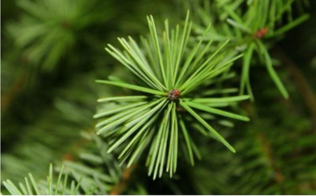 Nordmann Kerstboom gezaagd.