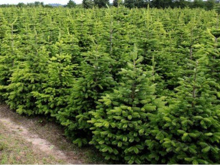 Nordmann Kerstboom gezaagd.