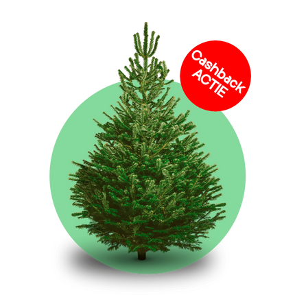 Nordmann kerstboom 'Deluxe' gezaagd - Naaldvaste Scandinavische kerstboom - 100/225cm