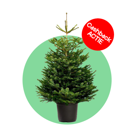 Nordmann kerstboom 'Deluxe' in pot - Naaldvaste Scandinavische kerstboom - 80/200cm