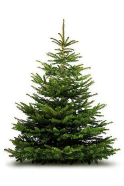 Nordmann Kerstboom super kwaliteit