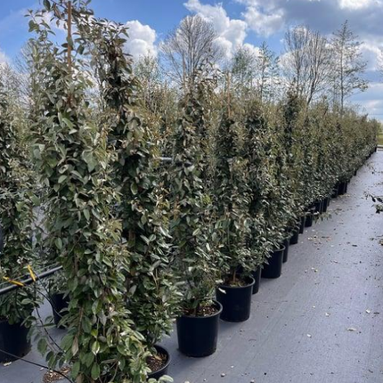 Elaeagnus ebbingei 'Compacta' - Olijfwilg