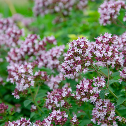 Origanum vulgare - Echte marjolijn