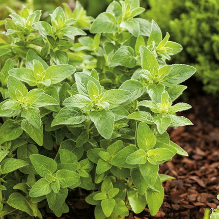 Origanum vulgare - Echte marjolijn