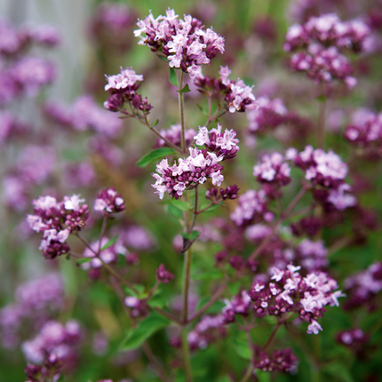 Origanum vulgare - Echte marjolijn