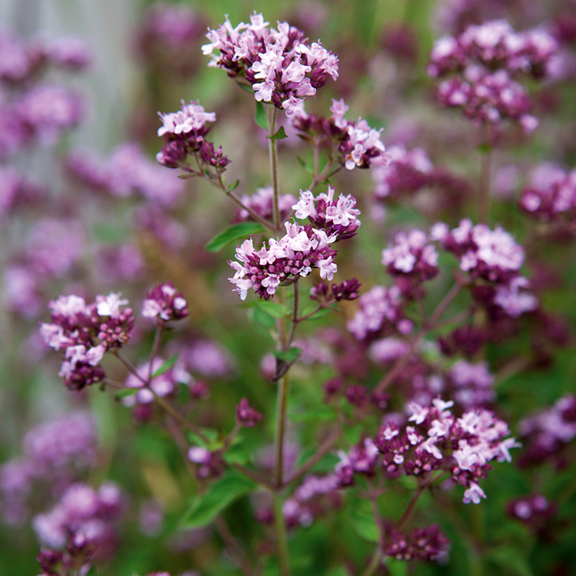 Origanum vulgare - Echte marjolijn