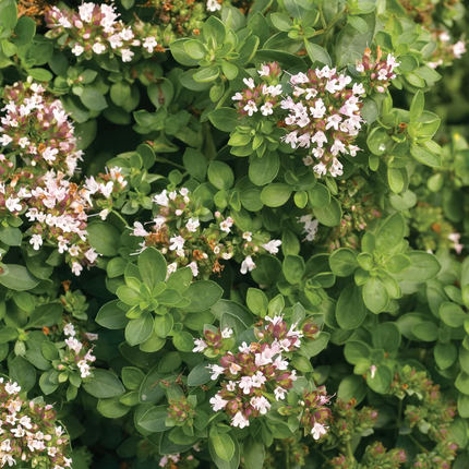 Origanum vulgare 'Compactum' - Compacte marjolijn