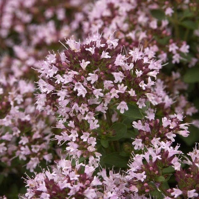 Origanum vulgare 'Compactum' - Compacte marjolijn