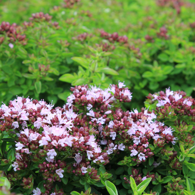 Origanum vulgare 'Compactum' - Compacte marjolijn