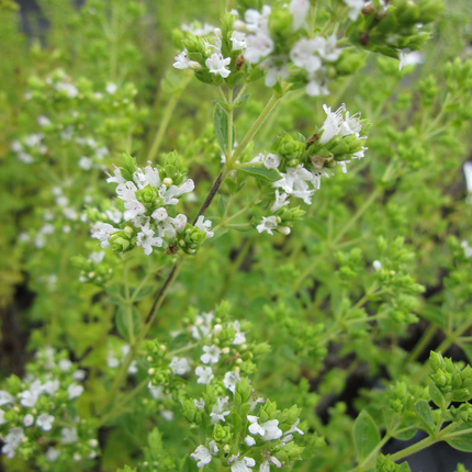 Origanum vulgare 'Hot & Spicy' - Scherpe marjolijn