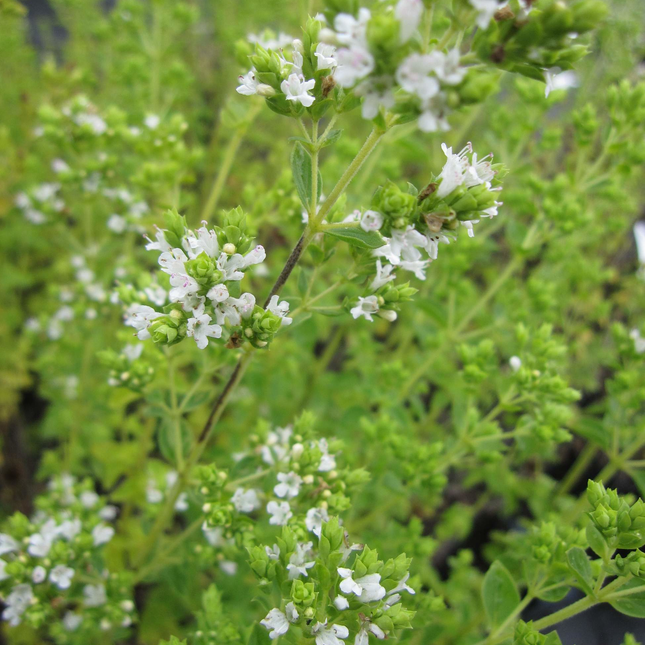Origanum vulgare 'Hot & Spicy' - Scherpe marjolijn