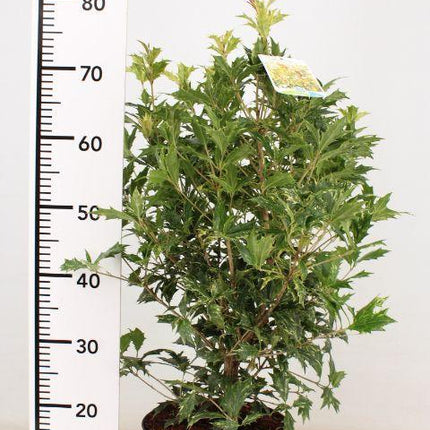 Osmanthus heterophyllus 'Goshiki' – Schijnhulst Haag