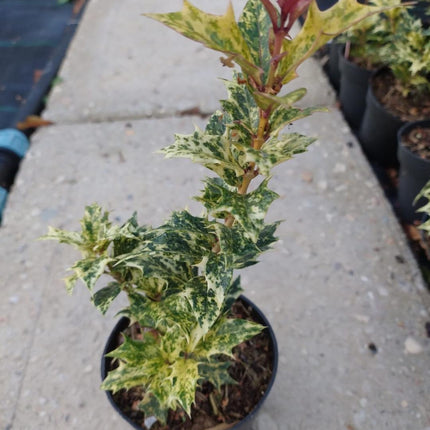Osmanthus heterophyllus 'Goshiki' – Schijnhulst Haag