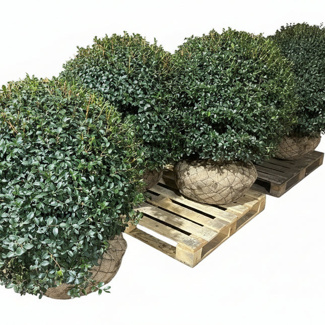 Osmathus bollen groot op pallet met witte achtergrond