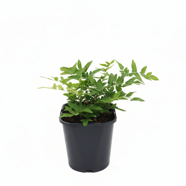 Osmunda regalis - Koningsvaren C2 Pot Inheemse Varen losstaand