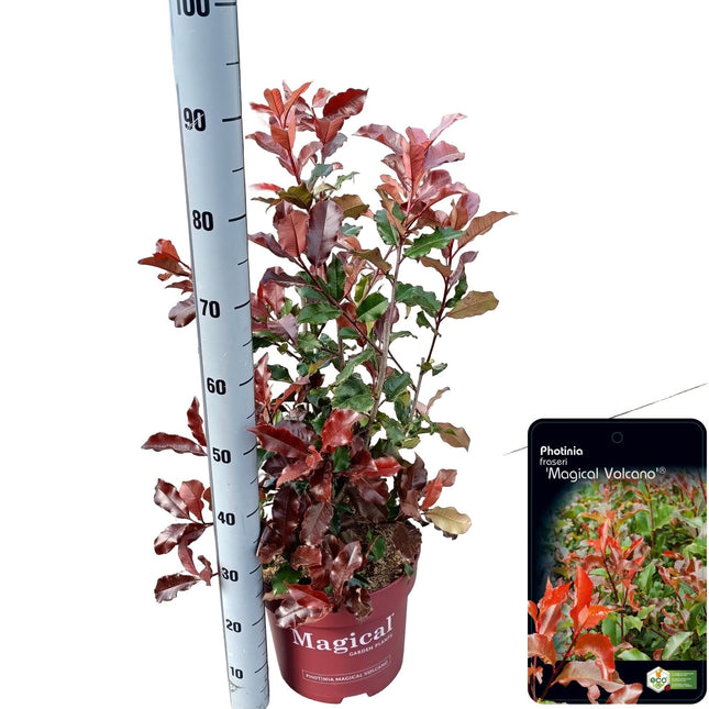 Glansmispel Photinia ‘Magical Volcano’ als wintergroene struik in pot naast meetlat