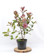 Afbeelding in Gallery-weergave laden, Photinia &#39;Magical Volcano&#39; - Glansmispel
