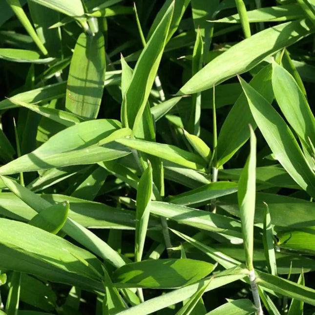Close-up van Pleioblastus humilis met laagblijvende groei en frisgroene, smalle bladeren met fijne nerfstructuur.