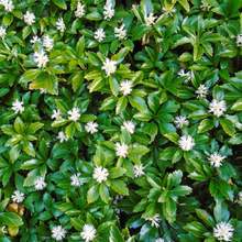 Afbeelding in Gallery-weergave laden, Pachysandra terminalis ‘Green Carpet’ – Dikkemanskruid
