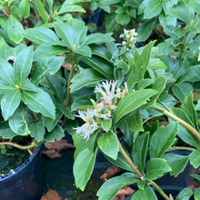 Afbeelding in Gallery-weergave laden, Pachysandra terminalis ‘Green Carpet’ – Dikkemanskruid
