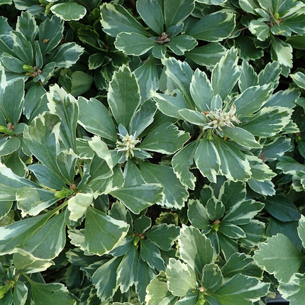Pachysandra terminalis 'Variegata' - Bont dikkemanskruid