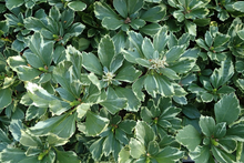 Afbeelding in Gallery-weergave laden, Pachysandra terminalis &#39;Variegata&#39; - Bont dikkemanskruid
