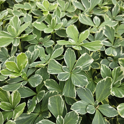 Pachysandra terminalis 'Variegata' - Bont dikkemanskruid