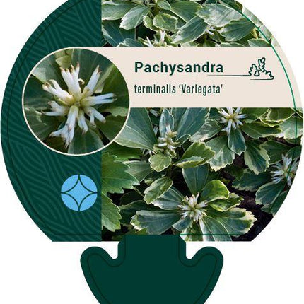 Pachysandra terminalis 'Variegata' - Bont dikkemanskruid