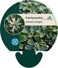 Afbeelding in Gallery-weergave laden, Pachysandra terminalis &#39;Variegata&#39; - Bont dikkemanskruid
