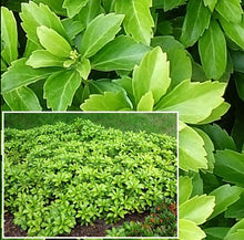 Afbeelding in Gallery-weergave laden, Pachysandra terminalis ‘Green Carpet’ – Dikkemanskruid
