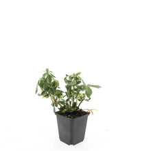 Afbeelding in Gallery-weergave laden, Pachysandra terminalis &#39;Variegata&#39; - Bont dikkemanskruid
