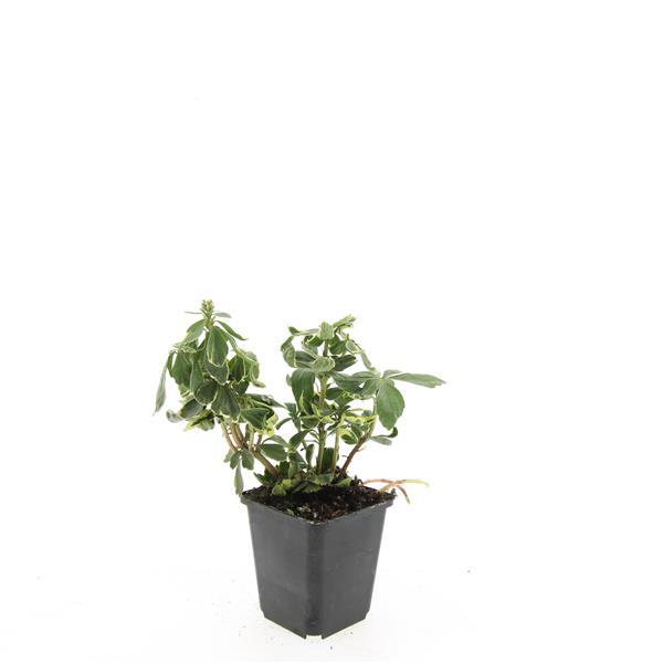 Pachysandra terminalis 'Variegata' - Bont dikkemanskruid