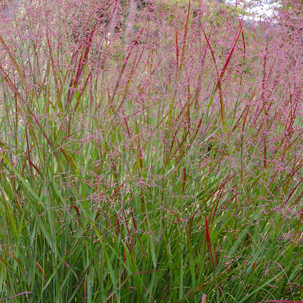 Panicum virgatum 'Squaw' - Prairiegras