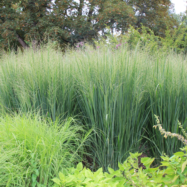 Panicum virgatum 'Northwind' - Prairiegras