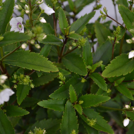 Parahebe catarractae 'Avalanche'