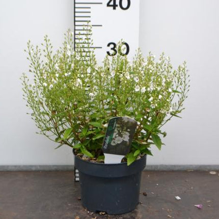 Parahebe catarractae 'Avalanche'