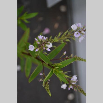 Parahebe catarractae 'Pink Avalanche'