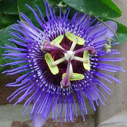 Passiflora 'Purple Haze' - Passiebloem Paars