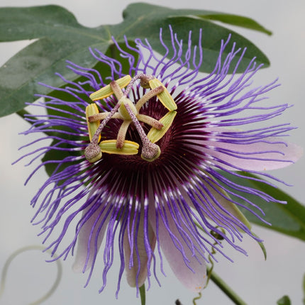 Passiflora mix - Pakket van 10