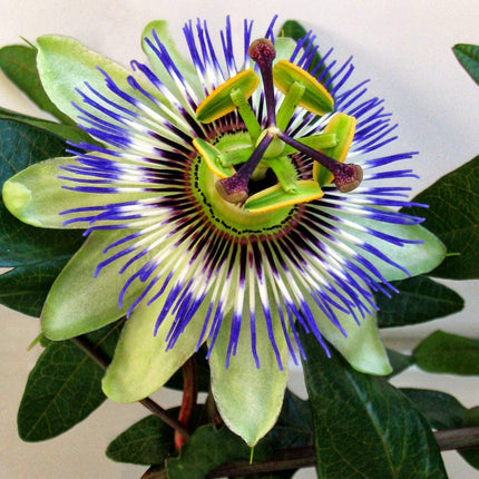 Passiflora mix - Pakket van 10