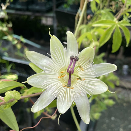 Passiflora mix - Pakket van 10