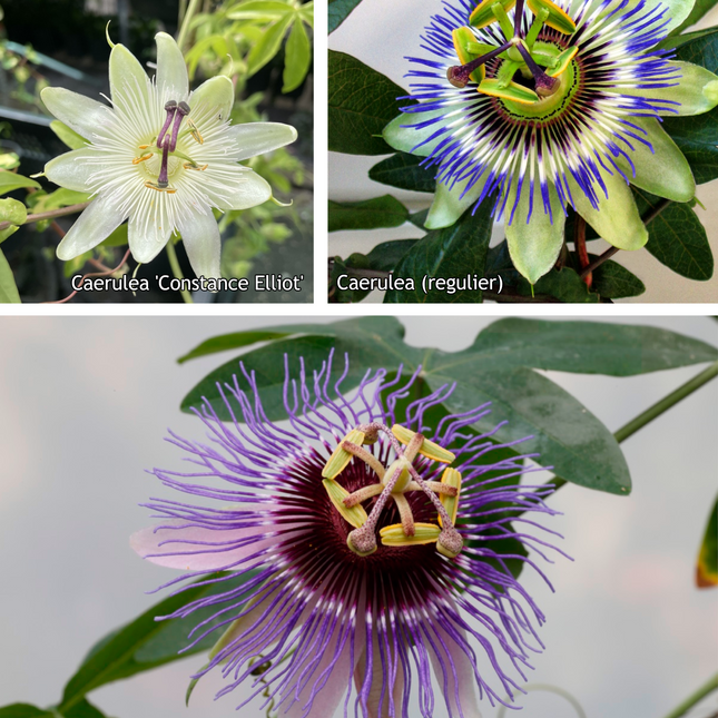 Passiflora mix - Pakket van 10