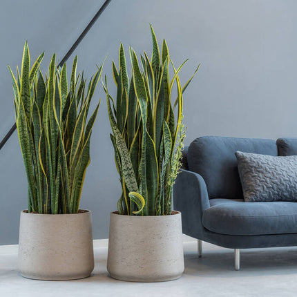 Pottery Pots - Patt - XXXL - Grey Washed