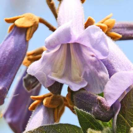 Paulownia tomentosa - Anna Paulownaboom