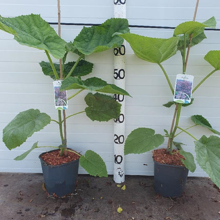 Paulownia tomentosa - Anna Paulownaboom