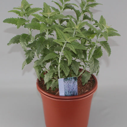 Perovskia 'Blue Spire' - Russische Salie