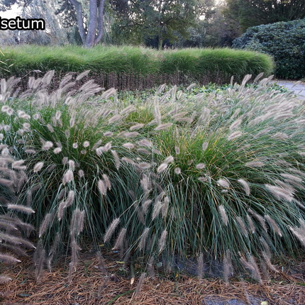 Borderpakket 'Onderhoudsarm-zonpakket' - 5m² - 50 planten
