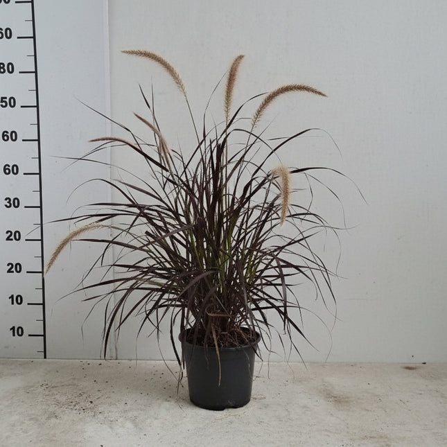 Pennisetum advena ‘Rubrum’ in pot, sierlijke roodbruine siergrasplant met luchtige pluimen en elegante, bourgondisch gekleurde bladeren, ideaal voor borders, potten of terrasdecoratie.